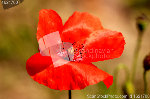 Image of red poppy close up in a field in summer