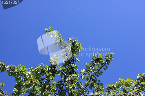 Image of Cherries on branch