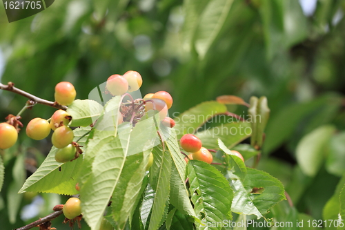 Image of Cherries on branch