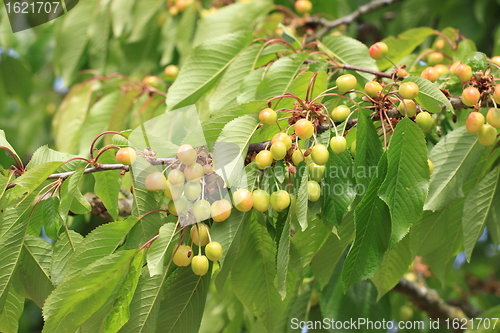 Image of Cherries on branch