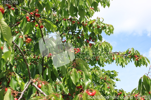 Image of Cherries on branch