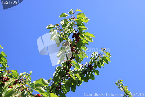 Image of Cherries on branch