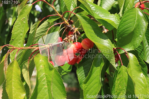 Image of Cherries on branch