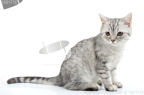 Image of  grey white Scottish kitten posing