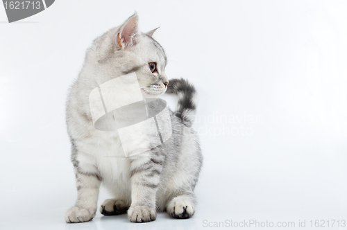 Image of  grey white Scottish kitten looking aside