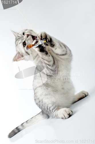 Image of  grey white Scottish kitten playing with a toy