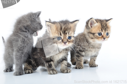 Image of group of little kittens