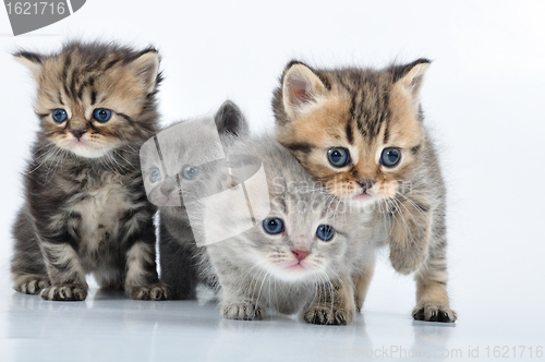 Image of group of little kittens