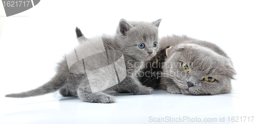 Image of Scottish folded ear mother cat with kittens