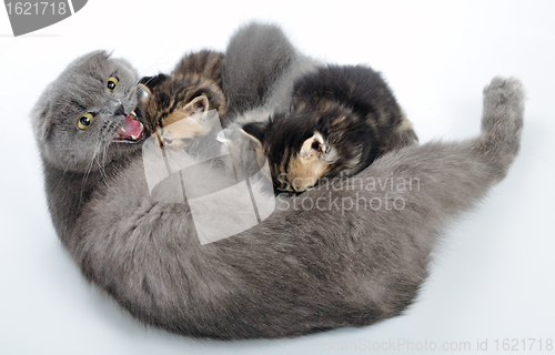 Image of mother cat breastfeeding her kittens