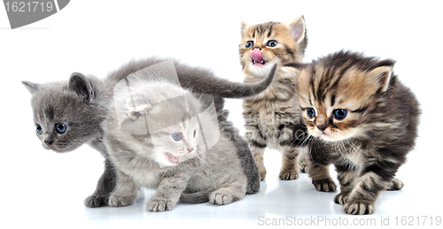 Image of group of little kittens