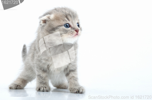 Image of beautiful young Scottish flod ear kitten