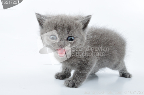 Image of fuuny grey kitten