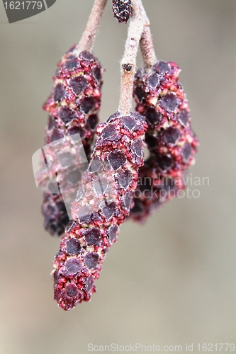 Image of Catkin