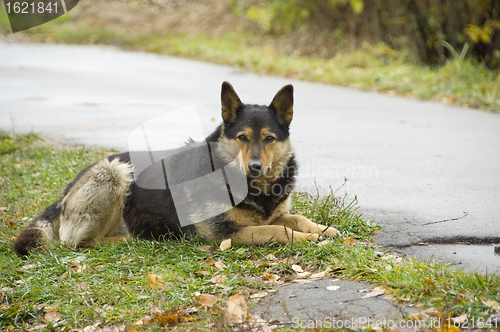 Image of Dog outdoors on the road