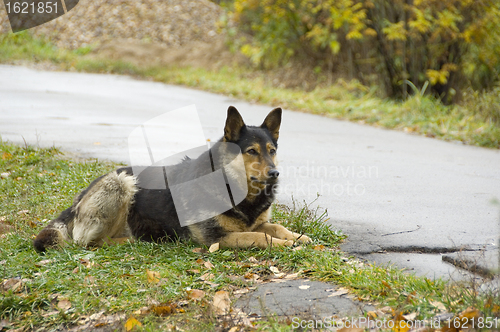 Image of Dog outdoors on the road