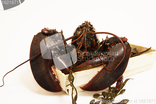 Image of live lobsters on algae and a white background