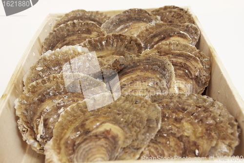 Image of oysters in a wooden box on a white background