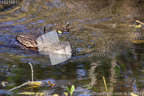 Image of muskrat swimming in the water of the marsh in spring