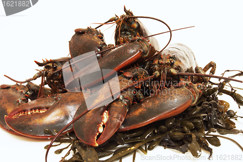 Image of live lobsters on algae and a white background