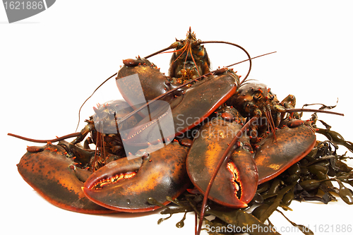 Image of live lobsters on algae and a white background