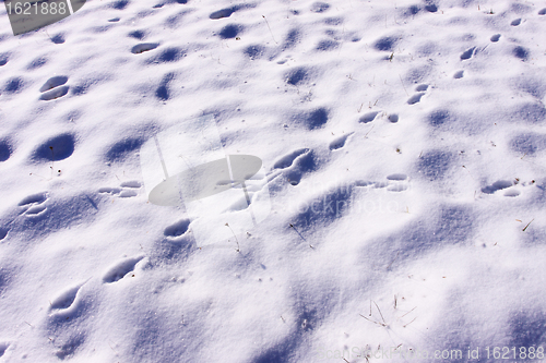 Image of traces of rabbits and foxes wild in the snow in winter