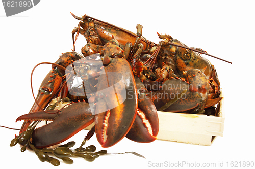 Image of live lobsters on algae and a white background