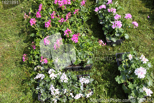 Image of small pots of plants for planting in the garden