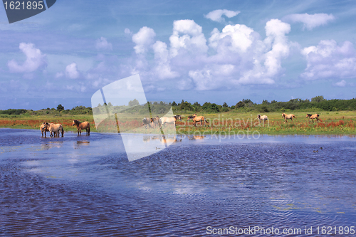 Image of Henson horses in the marshes in bays of somme in france