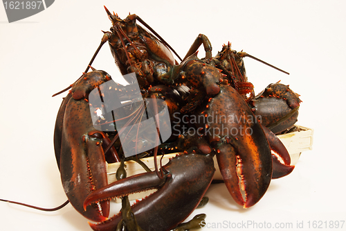 Image of live lobsters on algae and a white background