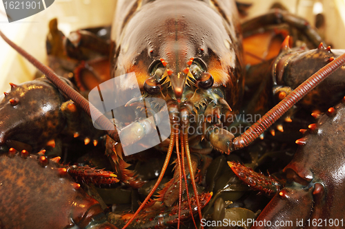 Image of live lobsters on algae and a white background