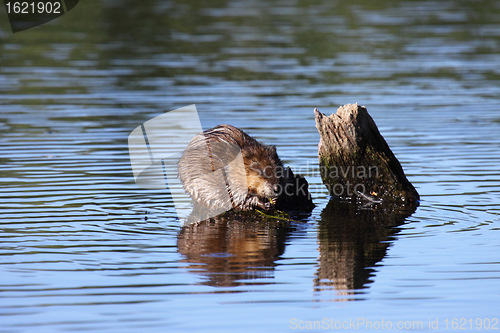 Image of muskrat eats algae in the middle of the water