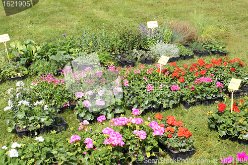 Image of small pots of plants for planting in the garden