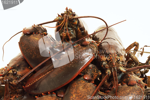 Image of live lobsters on algae and a white background