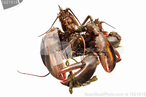 Image of live lobsters on algae and a white background