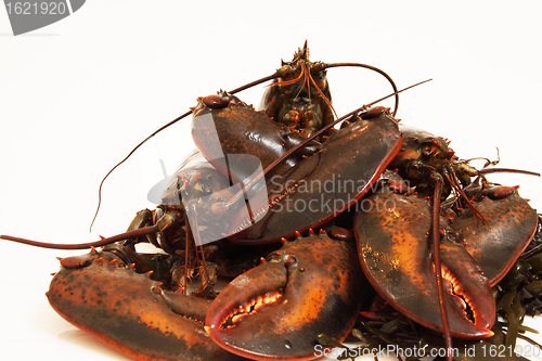 Image of live lobsters on algae and a white background