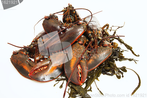 Image of live lobsters on algae and a white background