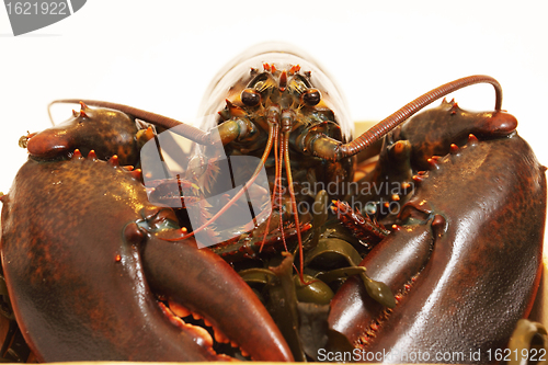 Image of live lobsters on algae and a white background