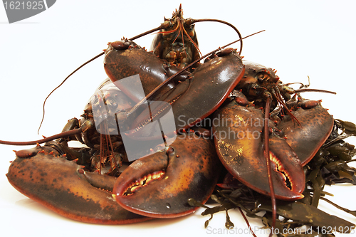 Image of live lobsters on algae and a white background