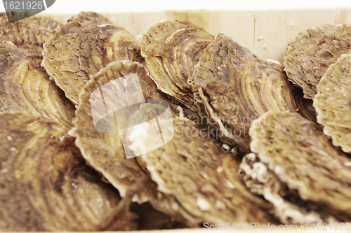 Image of oysters in a wooden box on a white background