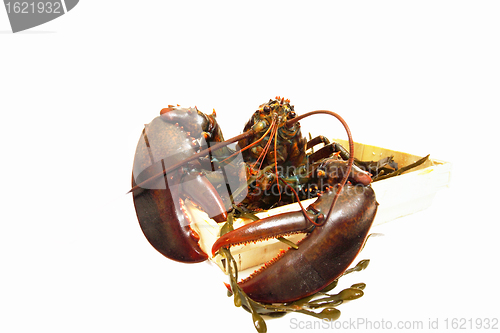 Image of live lobsters on algae and a white background