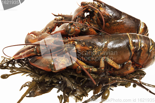 Image of live lobsters on algae and a white background