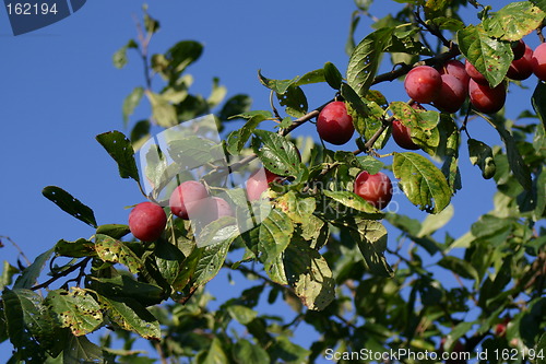 Image of Plum tree