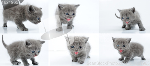 Image of set of baby kitten walking and meowing