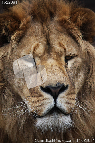 Image of Lion's portrait