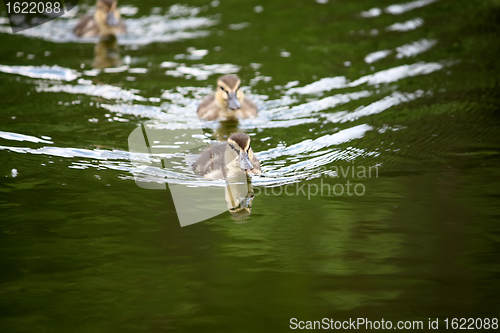 Image of Little ducking