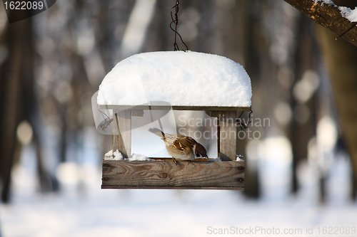 Image of Little sparrow on a seed-can