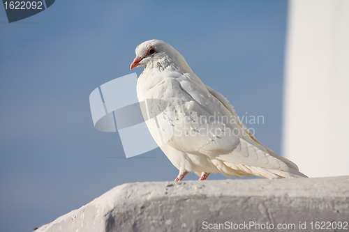 Image of White dove and clear sky