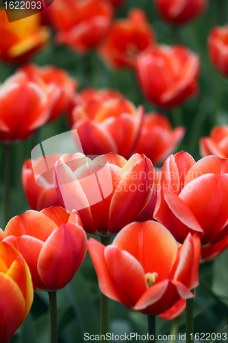 Image of Some tulips