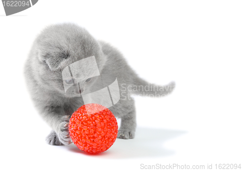 Image of Little kitten playing with ball